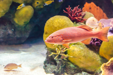 Fototapeta na wymiar Orange trout white spot