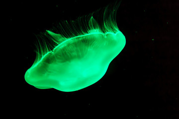 Fototapeta premium Green jellyfish