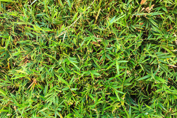 Pile of bamboo leaves