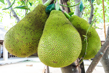 Green jack fruit