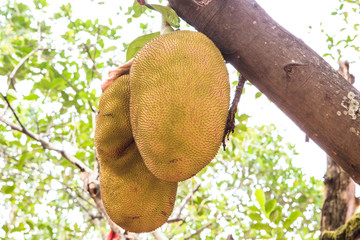 Ripe jack fruit