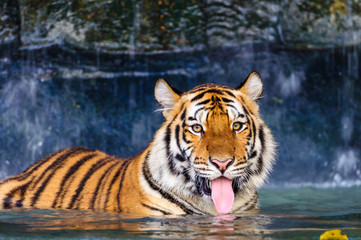 Fototapeta na wymiar Tiger in the water