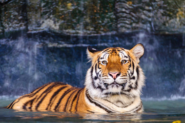 Tiger in the water