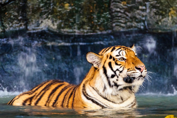 Naklejka premium Tiger in the water