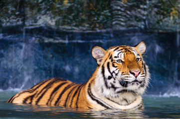 Tiger in the water
