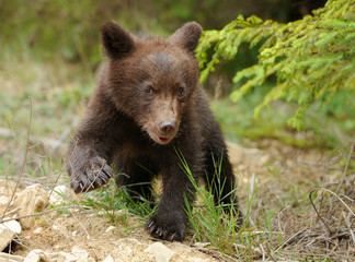 Brown bear cub © byrdyak