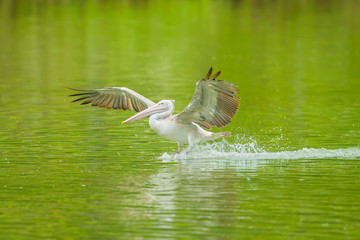 The pelican ski down to the pool