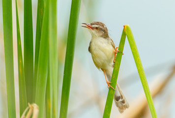 Plain Prinia or White-browed Prinia in the nature