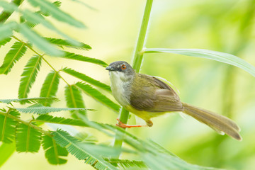Yellow-bellied Prinia (Prinia flaviventris) finding some food