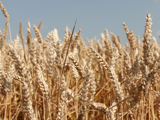 Wheat / wheat on a summer day