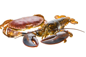Raw Lobster and Crab