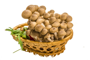 Japan mushroom Shimeji