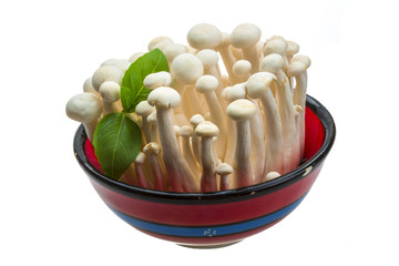 Japan mushroom Shimeji