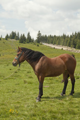 horse in a meadow