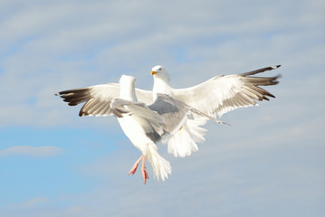 Fototapeta na wymiar Птичье танго, чайки в небе над Белым морем