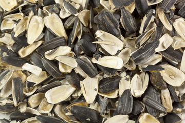 empty shells of sunflower seeds