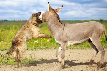 Grey donkey and briard dog