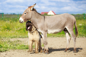 Grey donkey and briard dog