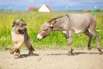 Fototapeta premium Grey donkey and briard dog