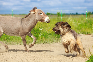 Fototapeta premium Grey donkey and briard dog