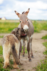 Grey donkey and briard dog