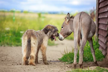 Poster Grey donkey and briard dog © DragoNika