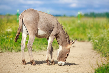 Grey donkey in field
