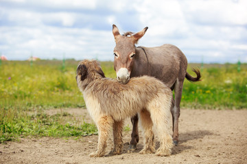 Grey donkey and briard dog