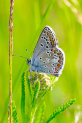 butterfly in grass