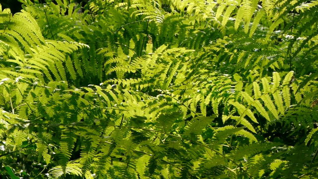 Backlit ferns.