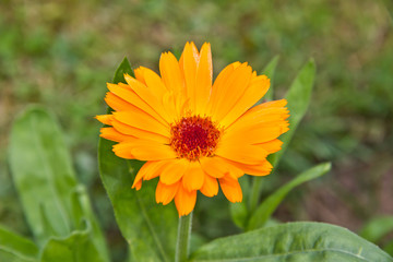 Obraz premium garden flowers