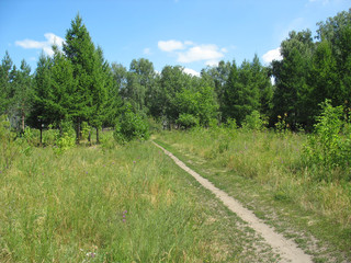 Path in a summer park. Landscape.