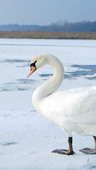 Lonely swan on ice 