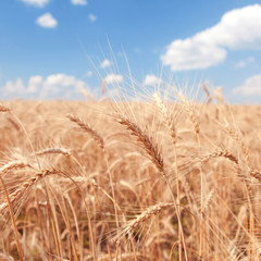 golden wheat field and blue sky background
