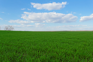 wheat field under the blue cloudy sky