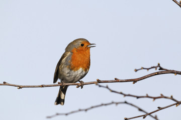 Robin, Erithacus rubecula