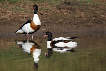 Shelduck, Tadorna tadorna, 