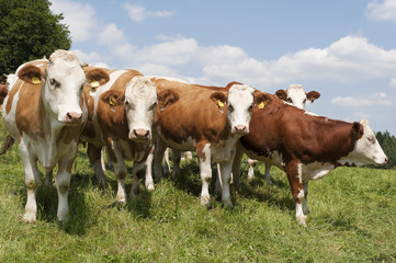 Fototapeta na wymiar Kühe auf die Wiese