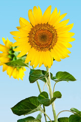 Beautiful sunflower