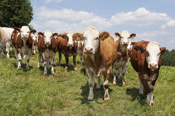 Fototapeta na wymiar Krowy na łące
