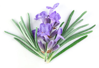 lavender macro. isolated
