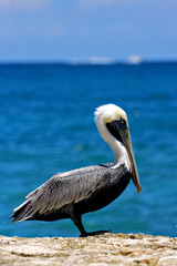 little white black pelican