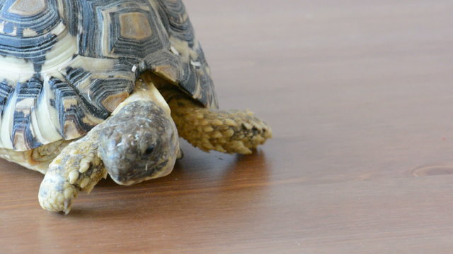Leopard tortoise (Geochelone pardalis) on the table