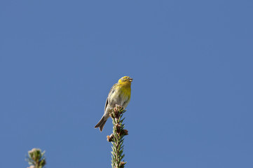Male of European Serin