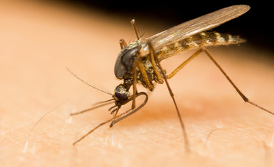 Close-up of a mosquito sucking blood