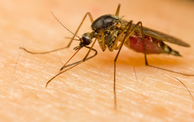 Close-up of a mosquito sucking blood