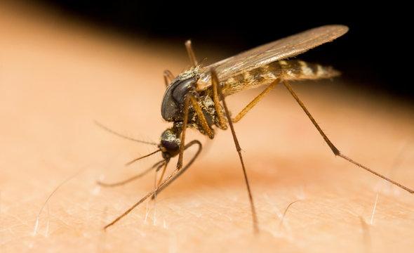 Close-up of a mosquito sucking blood