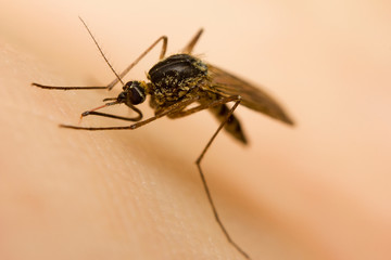Close-up of a mosquito sucking blood