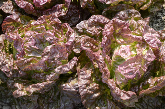laitue, salade, variete Merveille 4 saisons, Lactuca sativa