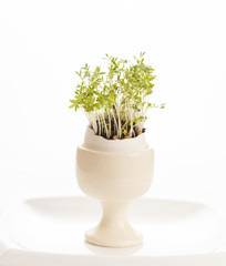 watercress in the egg